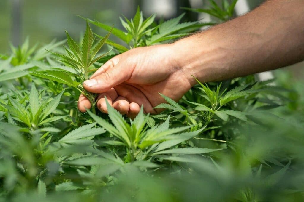 CBD Blüten auf Rechnung – Bestelle jetzt und zahle später für deine Hanfblüten