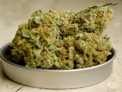 Jetzt neu im Shop – Hanfsamen bestellen mit aktuellen Strains