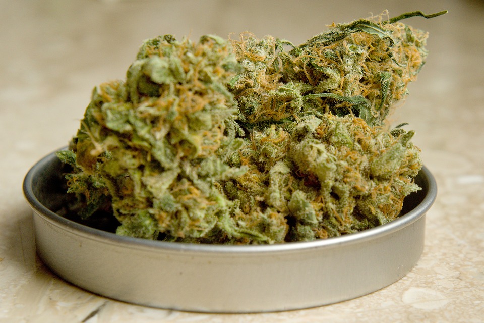 Jetzt neu im Shop – Hanfsamen bestellen mit aktuellen Strains