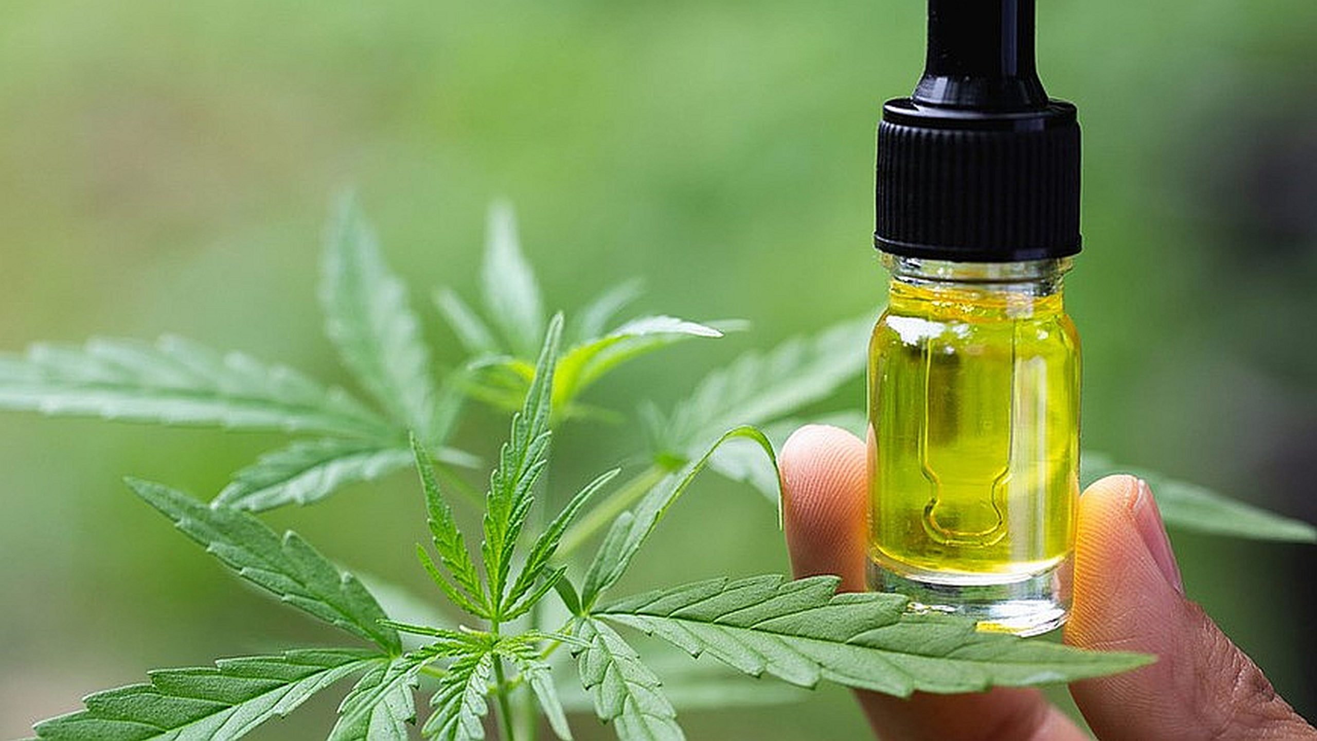 Decarboxylierung in Öl: Cbdladen und die Innovation von Wernard Bruining